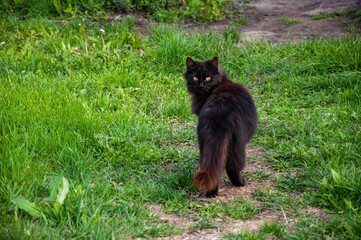 Naklejka na ściany i meble The black cat has turned around and is looking at the camera. The cat walks along the path in the green grass in the garden