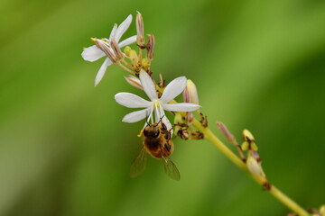 FLOR CON ABEJA