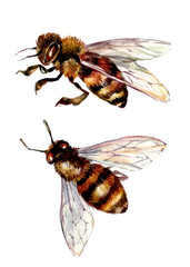 Watercolor Illustration of Honey Bee. Detailed Drawing of Insect Isolated on White Background.