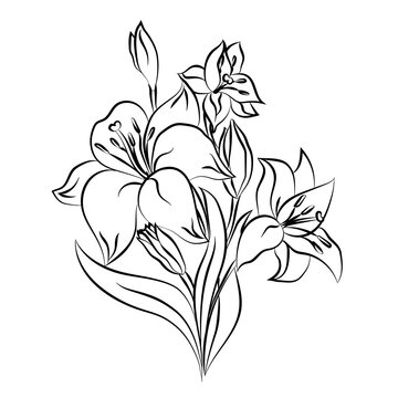  bouquet of lilies, line drawing, without a background, isolated. Vector illustration