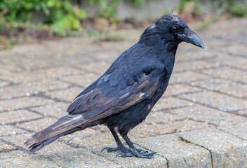 Closeup shot of a common raven standing on the stone ground