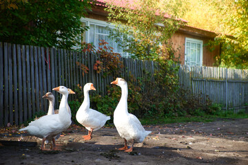 Domestic geese walk in the village next to a wooden house. Dawn, morning time.