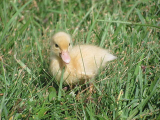 Baby Duckling 