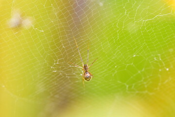 ARAÑA