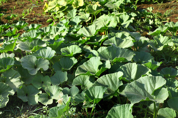 Fototapeta premium Bottle guard plant and leaves in farmland.