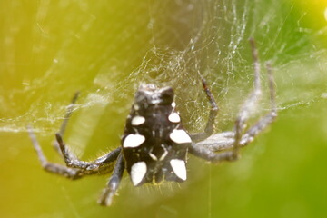 ARAÑA