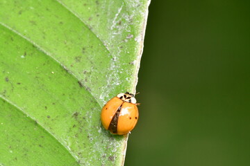 MARIQUITA