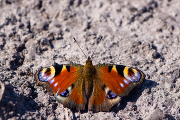 Fototapeta na wymiar big beautiful butterfly close up