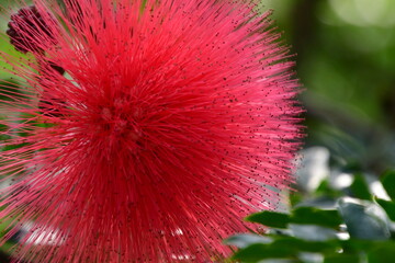FLOR ROJA