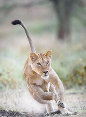 Giant lion is running in forest  © Celebrities