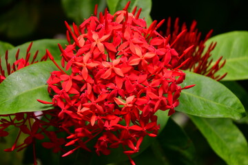 FLOR ROJA