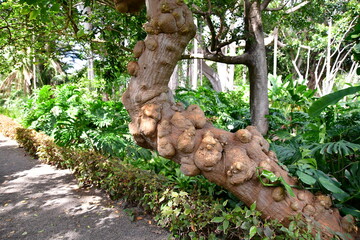 ÁRBOL BERRUGOSO