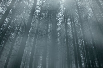 Fototapeta na wymiar Foggy pine woods