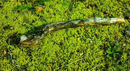 Autumn undergrowth in wild forest in Quebec, Canada