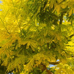 Close up of a mimosa plant