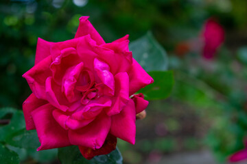 A Red Rose on a Bright Green Bush