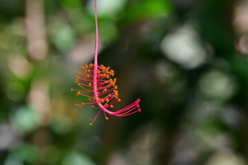 FLOR ROJA