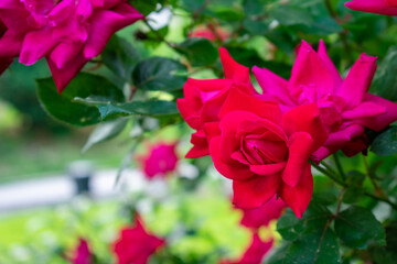 A Red Rose on a Bright Green Bush