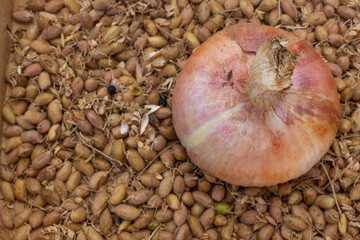 Close up of an onion on a background of chickpeas