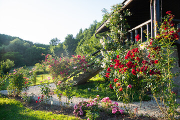 Romania,wooden cottage  and roses ,chalet and  roses in the forest in Transylvania,,2020