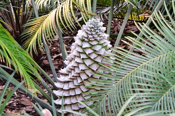 Fototapeta premium PALMERA