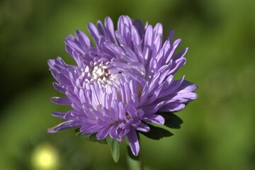 close up of a flower