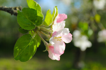 blooming apple tree flower, macro scale