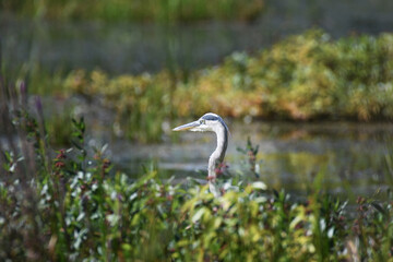 Green Blue Heron fishing in a marsh