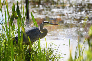 Green Blue Heron fishing in a marsh