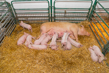 Suckling Piglets Sow at Farm