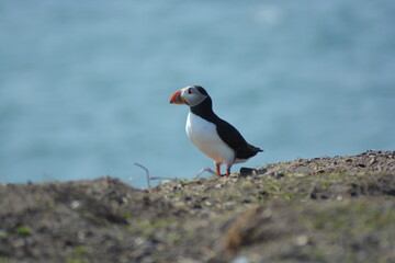 A close up of a single atlantic puffin in Spring in the Farne islands, North Sea, Northumberland coast, High resolution