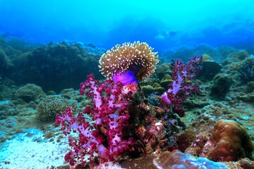 Fototapeta na wymiar Soft colorful corals