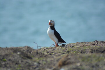 A close up of an atlantic puffin sitting on the cliff of  Farne islands, North Sea, Northumberland coast in Spring. 