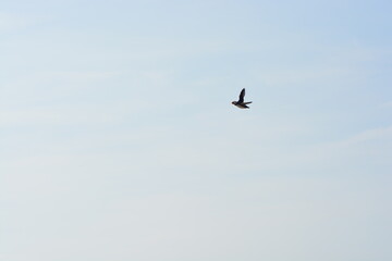 A single atlantic puffin flying in the blue sky in Spring in the Farne islands, North Sea, Northumberland coast