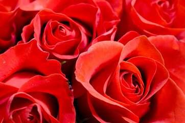 Close up view of red roses