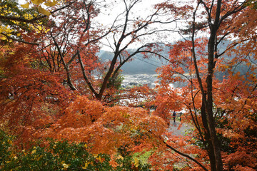 秋の紅葉　鹿児島県　曾木の滝