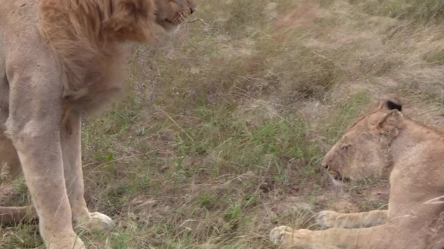 Close view of lions during courtship as wind blows through tall grass