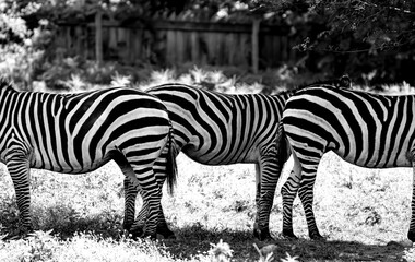 Fototapeta na wymiar Zebra mirage