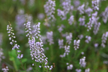 Obraz premium flowers in the field