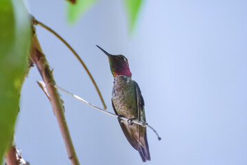 Annas hummingbird on a branch 