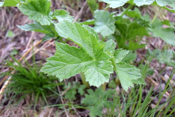 green plants of the Russian North and the Arctic