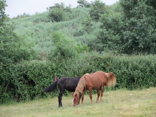 Chestnut and black horse