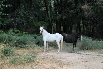 Obraz premium white horse in the field