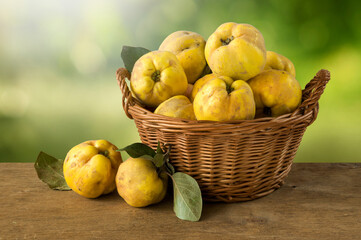 Ripe fruits of the quince tree in a basket. Fruit harvest. Fruit harvest.