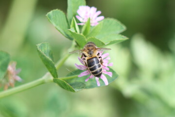 bee on a flower