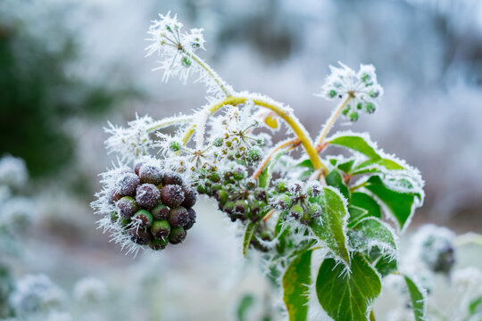 Close up of a frozen berry. Winter background.