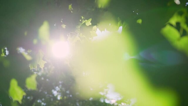 Maple leaves in the sun. beautiful spring maple leaves and rays of light. Maple leaves in the sun. beautiful spring maple leaves and rays of light