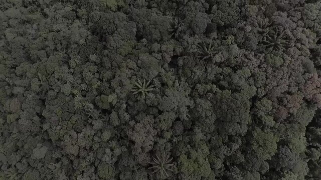 Vista de cima do Parque Estadual Carlos Botelho