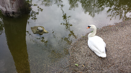 A white swan lies on the shore of the lake and watches the clear water