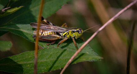 Grasshopper on a green leaf